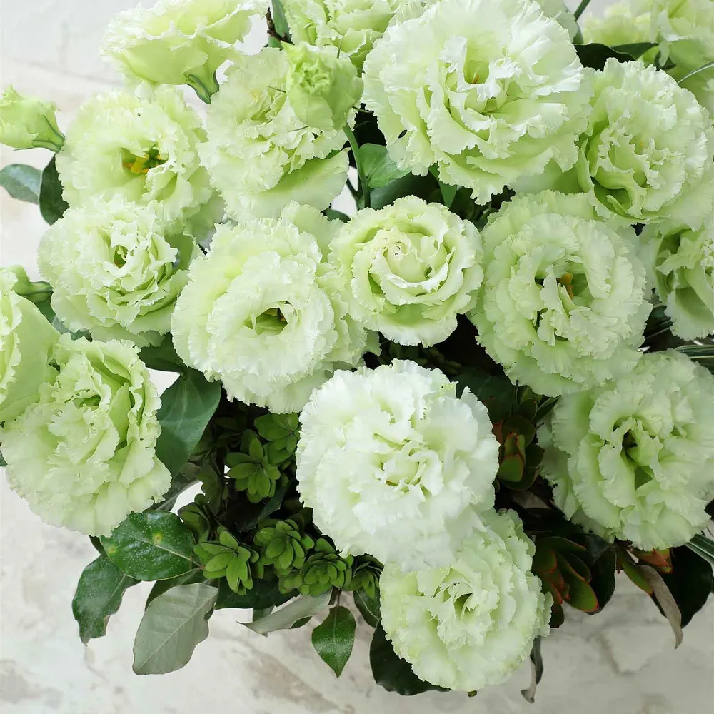 VEGSOW Lisianthus Seeds - Voyage Green