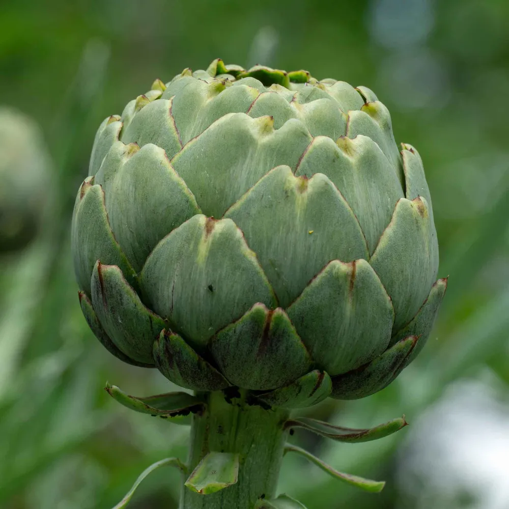 VEGSOW Artichoke Seeds - Green Globe Heirloom Vegetable Seeds