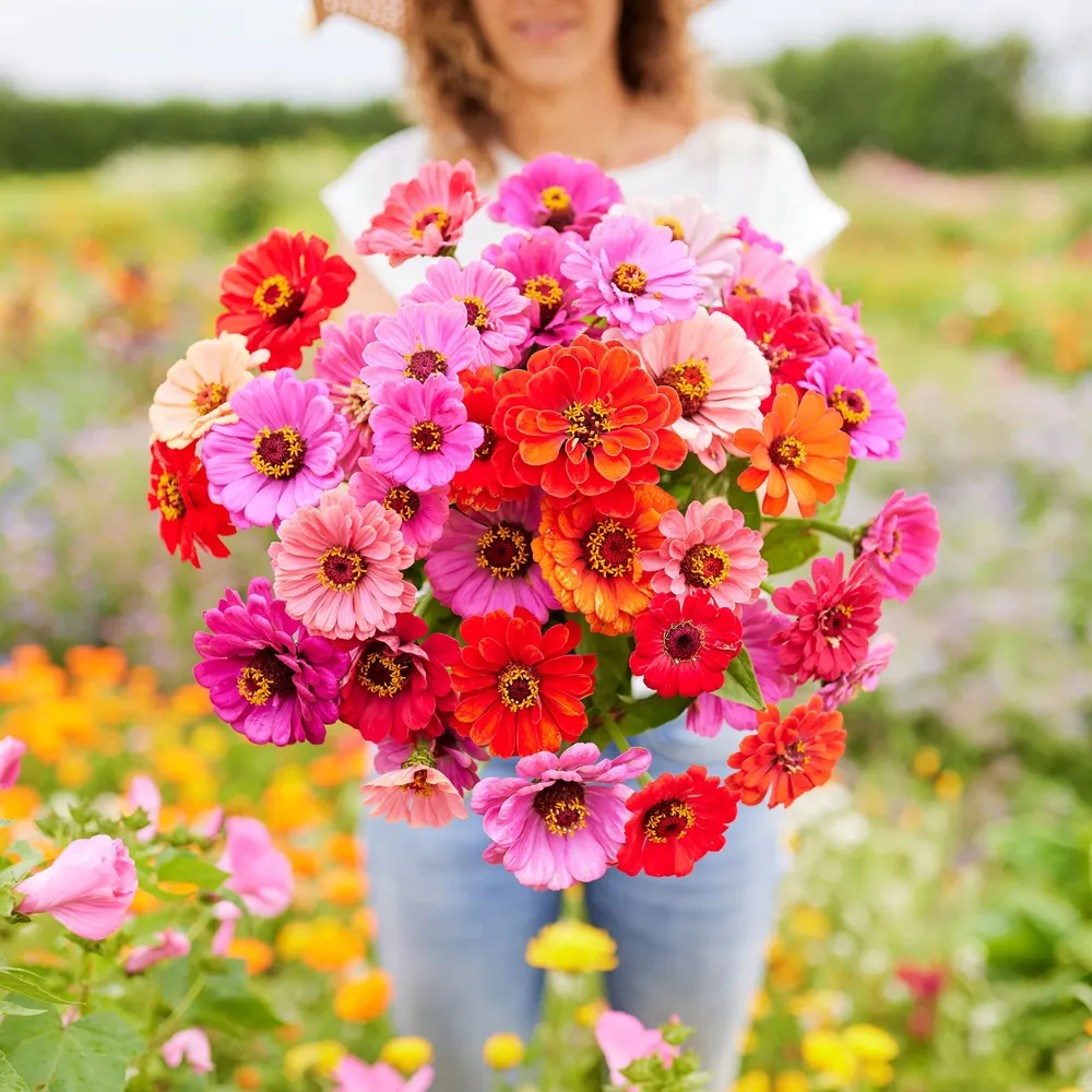 VEGSOW Dahlia Flowered Zinnia Seeds - Vibrant Annual Flower Mix