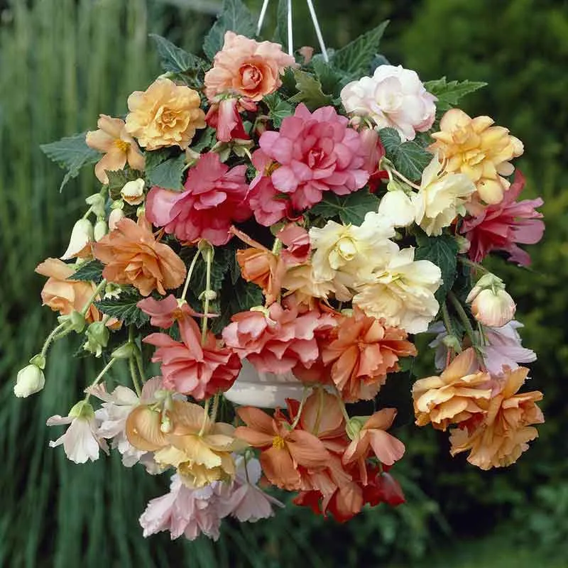 VEGSOW Begonia Tubers - Hanging Basket Pastel Mix