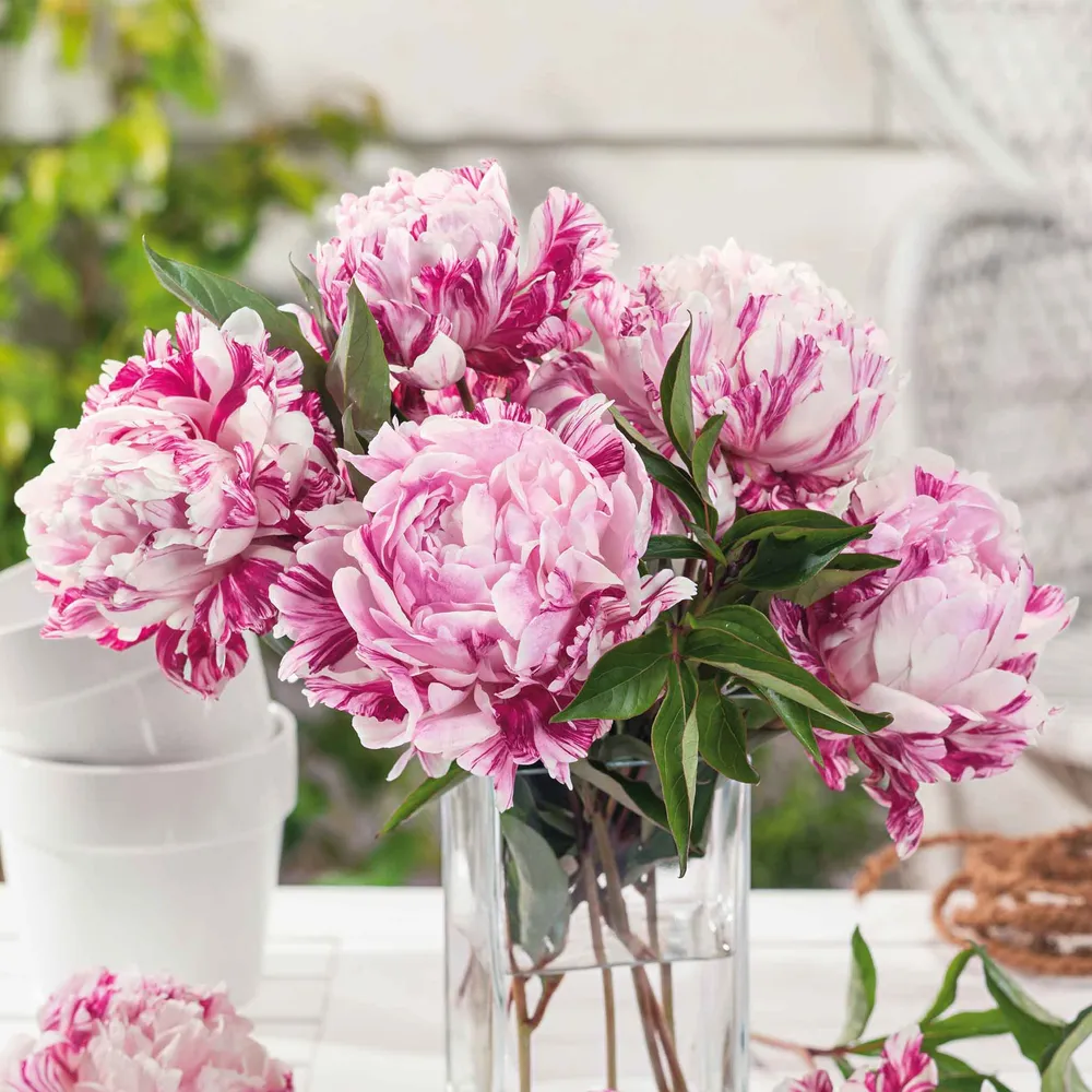 VEGSOW Candy Stripe Peony Roots - Perennial Bare Root Flower Bulbs