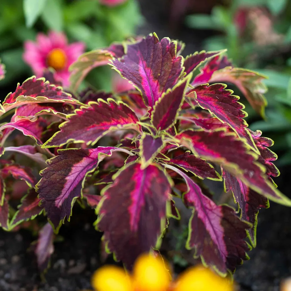 VEGSOW Chocolate Covered Cherry Coleus Seeds - High Germination Flower Seeds