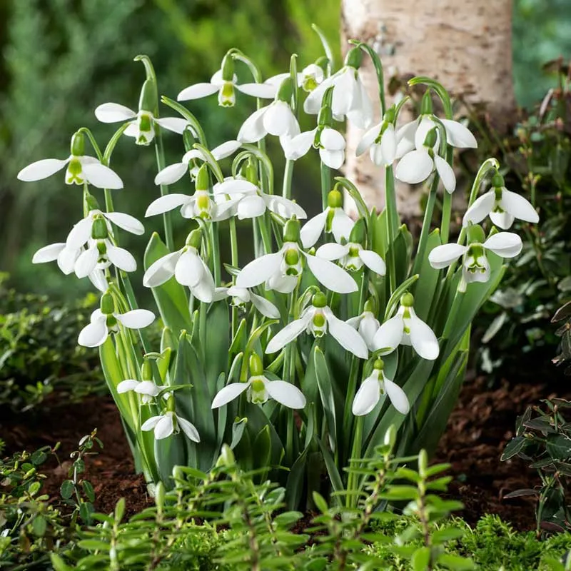VEGSOW Giant Snowdrop Bulbs - Perennial Spring-Blooming Flower Bulbs