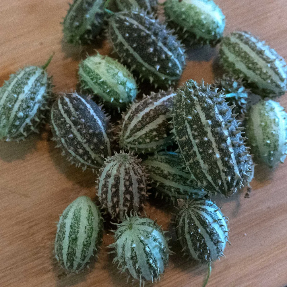 VEGSOW Bush Hog Cucumber Seeds - Compact Bush Variety for Home Gardens