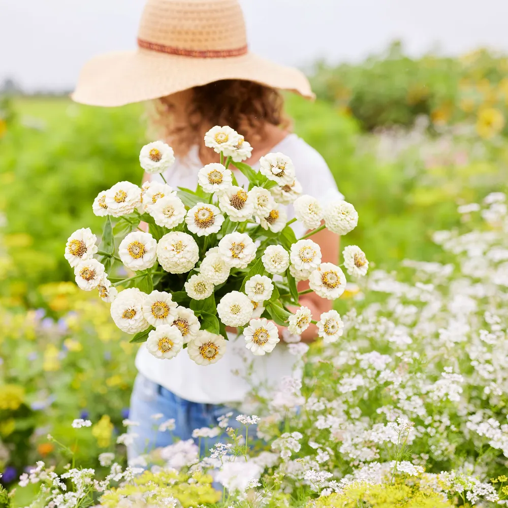 VEGSOW Lilliput White Zinnia Seeds - Annual Flower Seeds for Garden