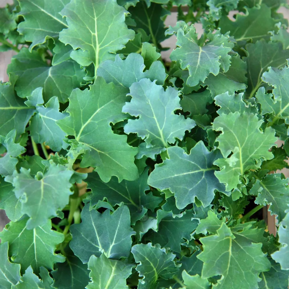 VEGSOW Premier Kale Seeds for Home Vegetable Gardening