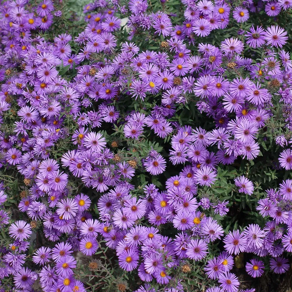 VEGSOW New England Aster Seeds (Symphyotrichum novae-angliae) for Perennial Pollinator Gardens