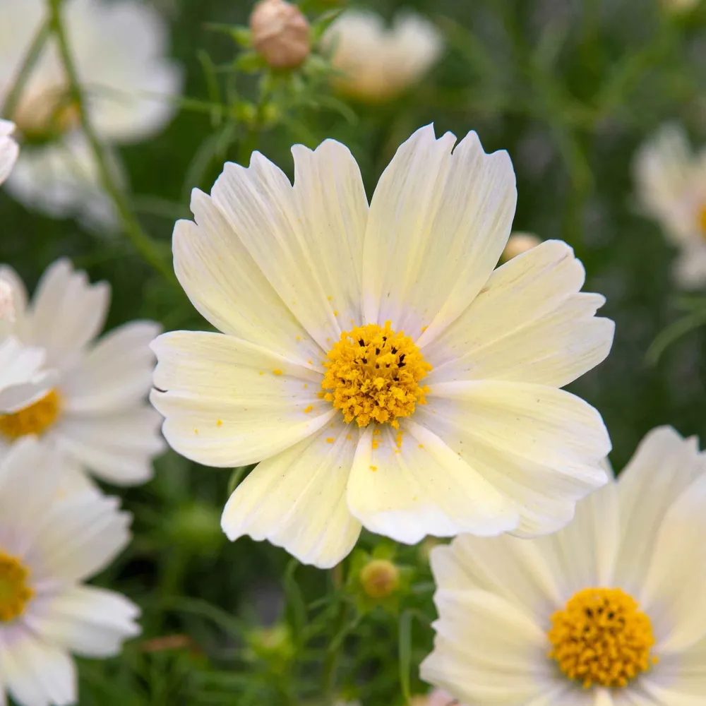 VEGSOW Cosmos Seeds - Lemonade