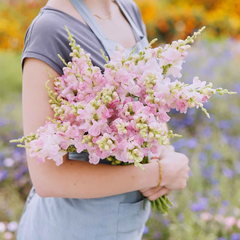 VEGSOW Snapdragon Seeds - Legend Light Pink