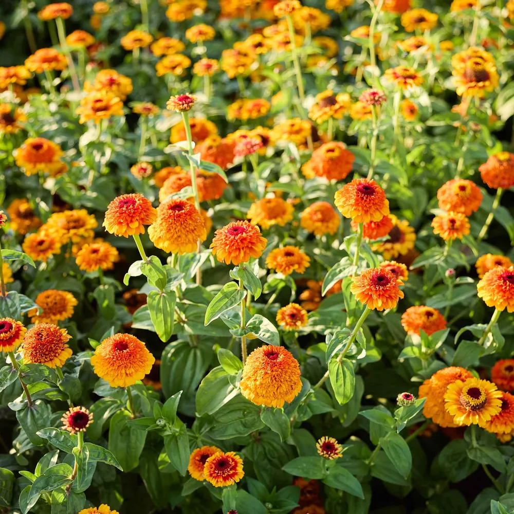 VEGSOW Zinderella Zest Zinnia Seeds - Annual Flower Seeds for Garden Planting