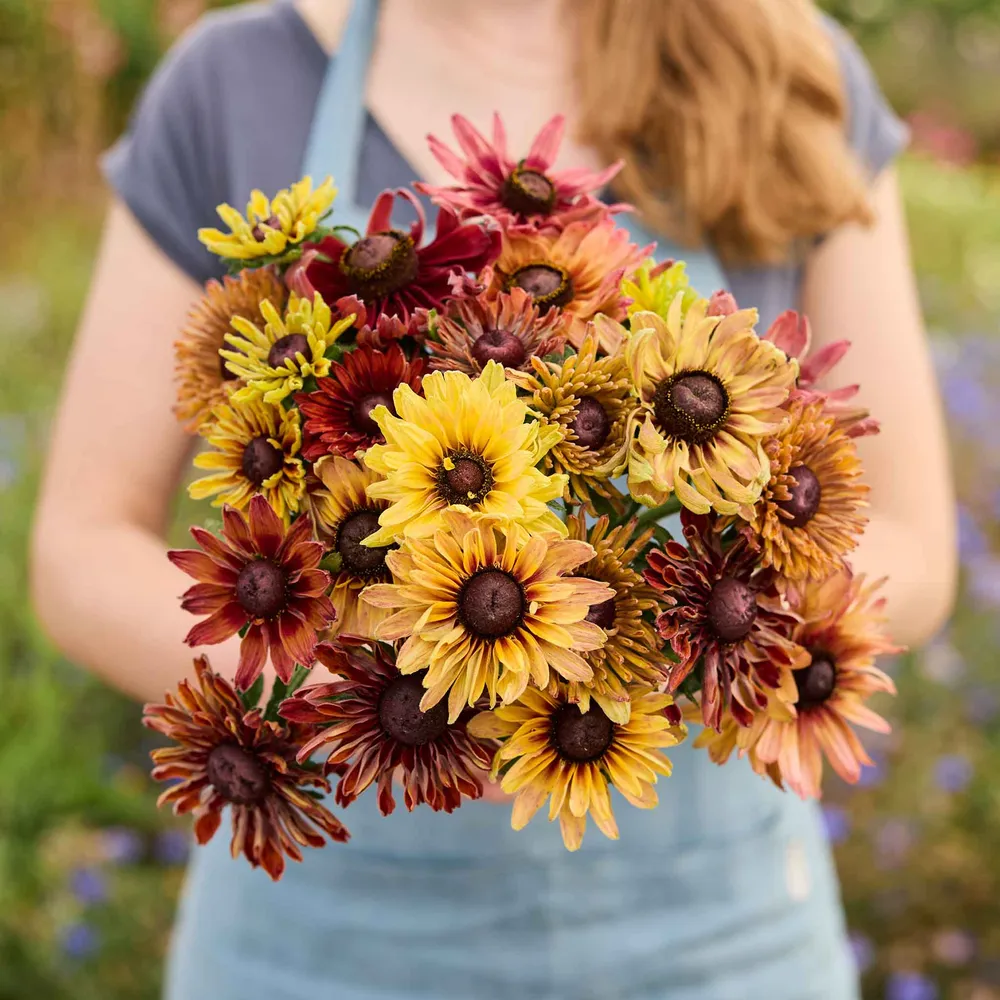 VEGSOW Black Eyed Susan Seeds - Sahara