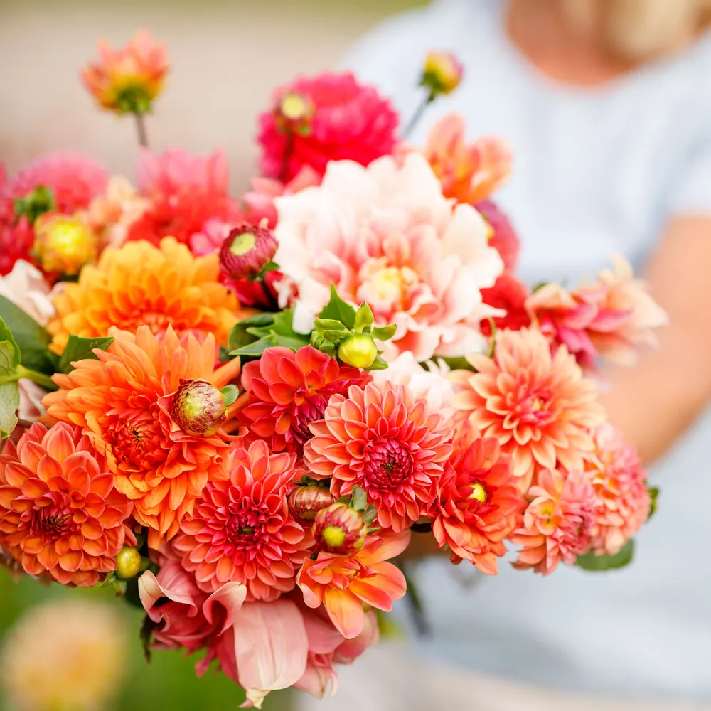 VEGSOW Dahlia Tubers (Ball & Dinnerplate) - Orange Crush Mix