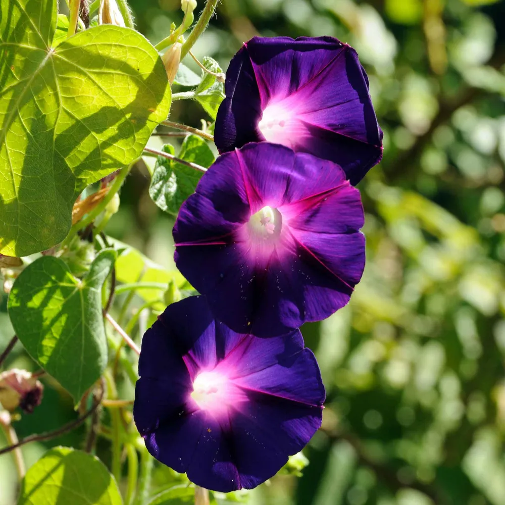 VEGSOW Knowlians Black Morning Glory Seeds - Heirloom Climbing Flower Seeds
