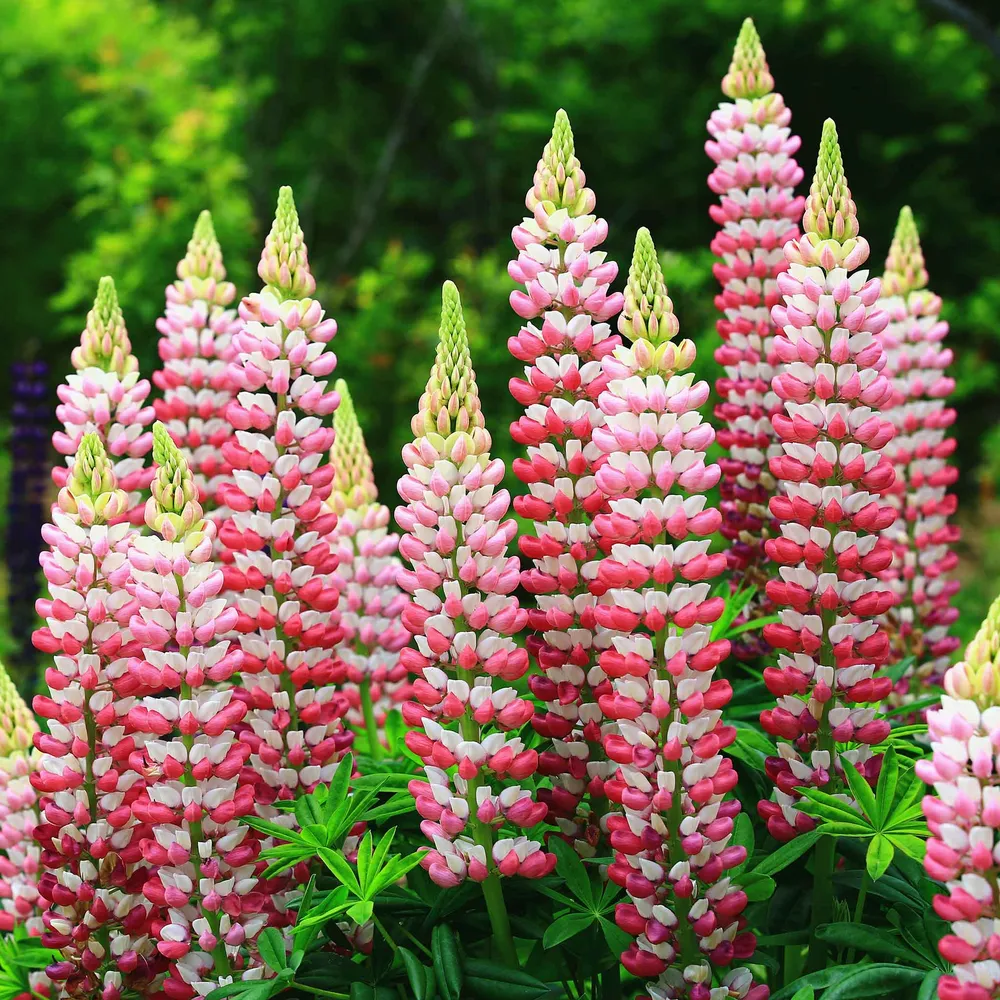 VEGSOW Russell Lupine Seeds - Chatelaine
