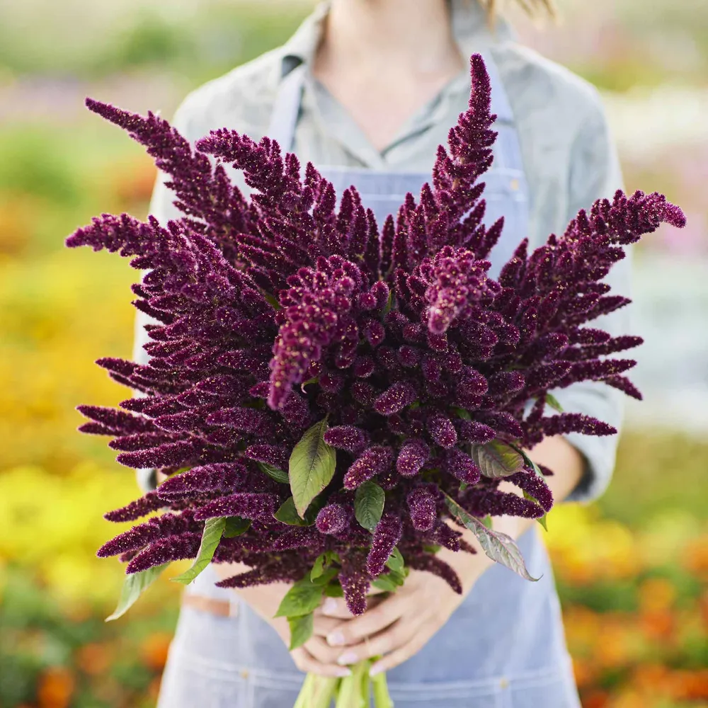 VEGSOW Amaranthus Seeds - Pygmy Torch Ornamental & Microgreen Variety