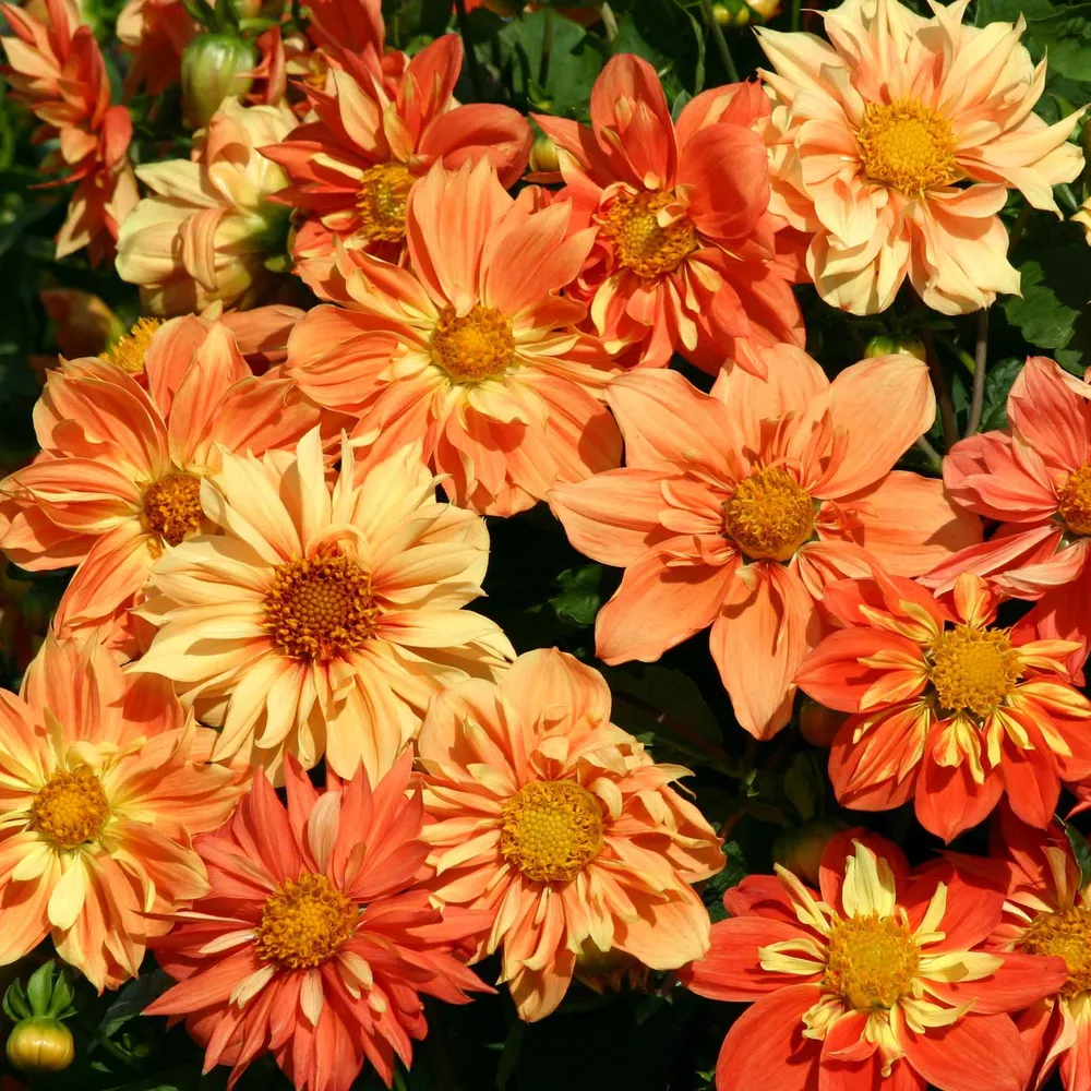 VEGSOW Sunny Reggae Dahlia Seeds - Vibrant Multi-Color Flower Seeds