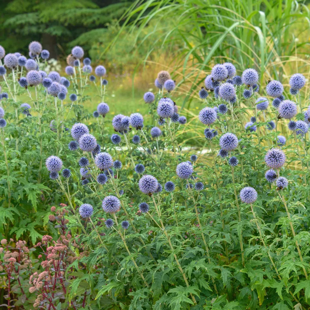 VEGSOW Globe Thistle Seeds - Echinops Blue Perennial Flower Seeds
