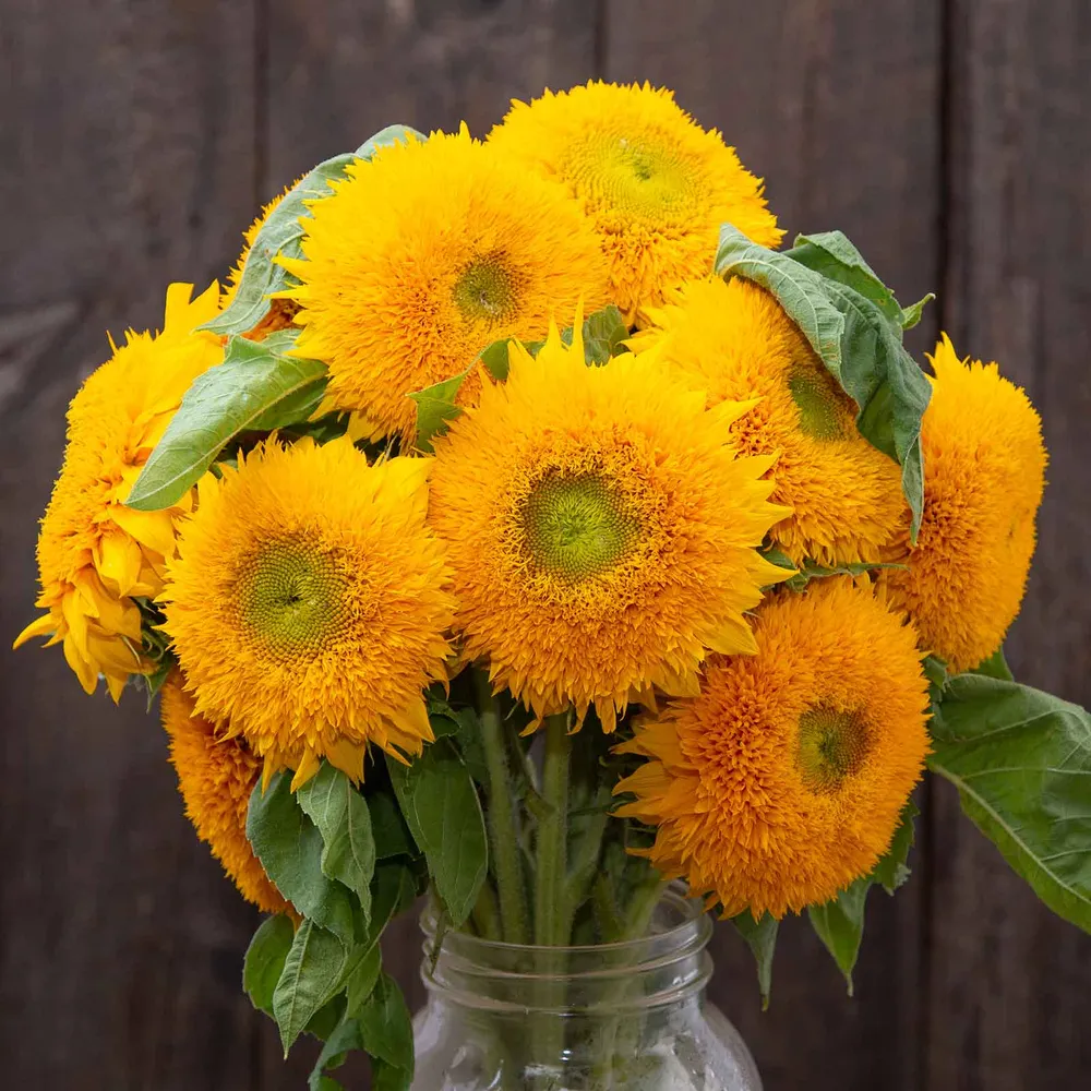 VEGSOW Organic Teddy Bear Sunflower Seeds - Heirloom Flower Seeds for Garden Planting