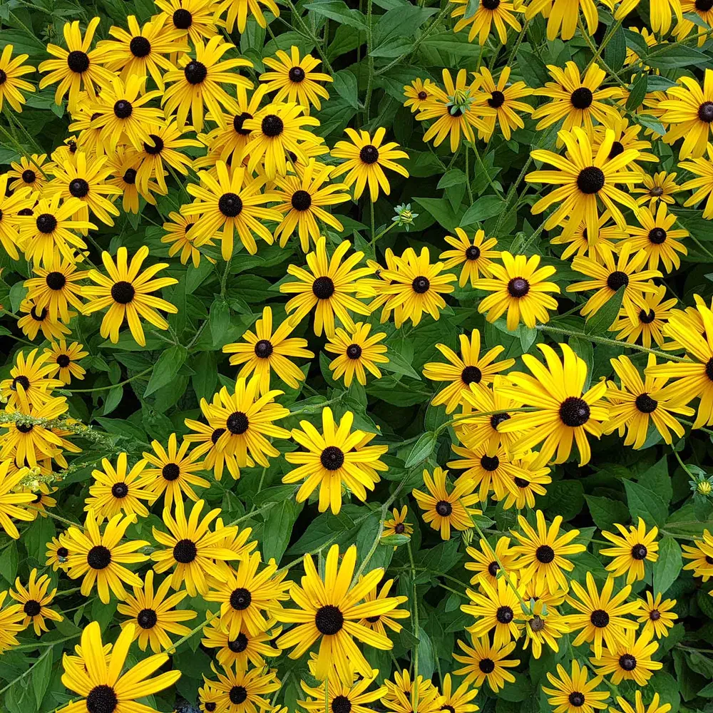 VEGSOW Black Eyed Susan Seeds (Rudbeckia Hirta) - Heirloom Flower Seeds for Garden Planting