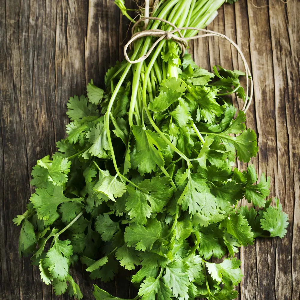 VEGSOW Fiesta Green Cilantro / Coriander Seeds for Home Gardening