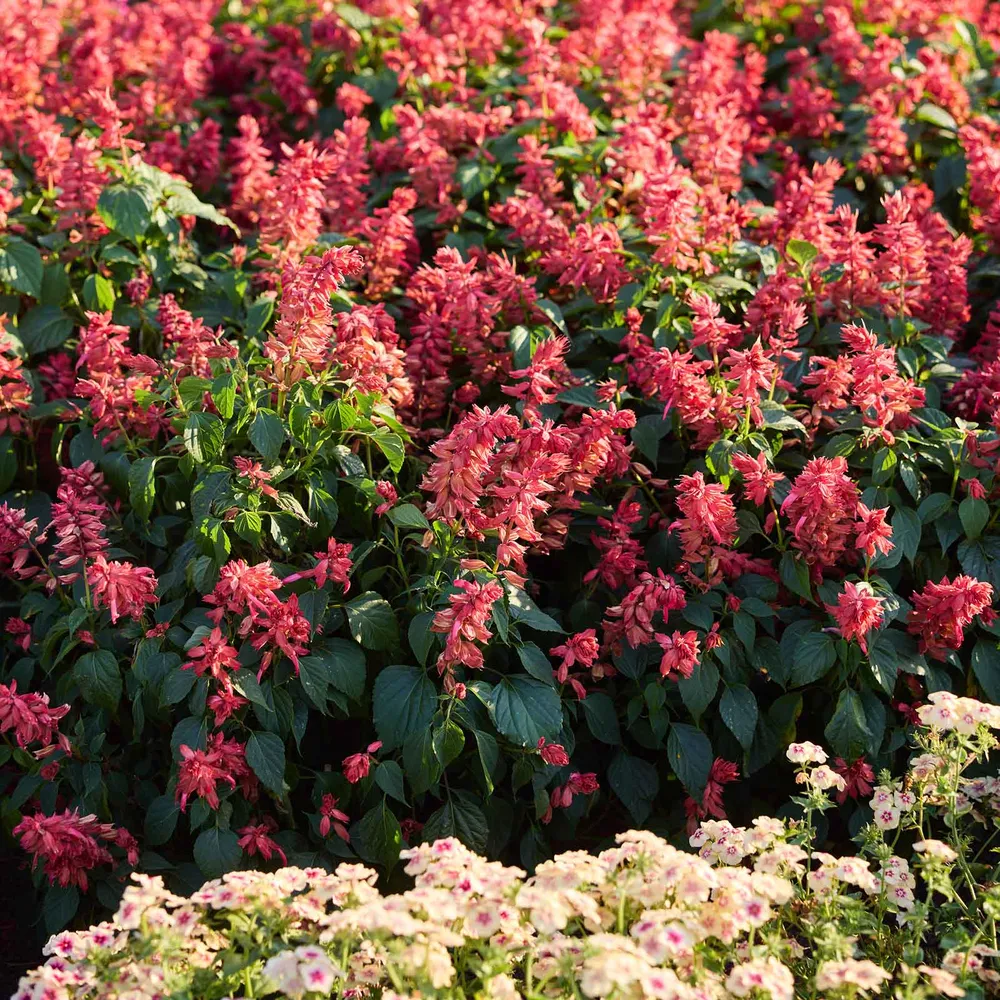 VEGSOW Estella Coral Sage Seeds - Heirloom Flower Seeds