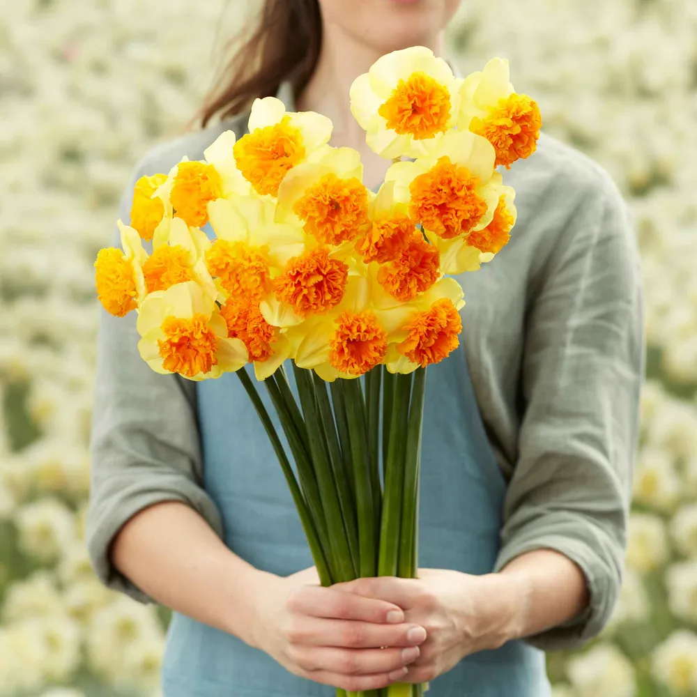 VEGSOW Modern Art Daffodil Bulbs - Spring Flowering Perennial Bulbs