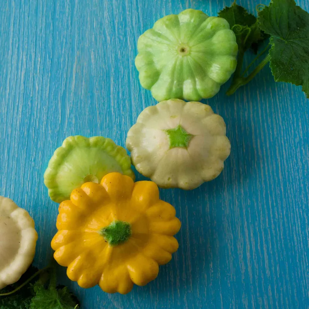 VEGSOW Summer Squash Seeds - Scallop Blend
