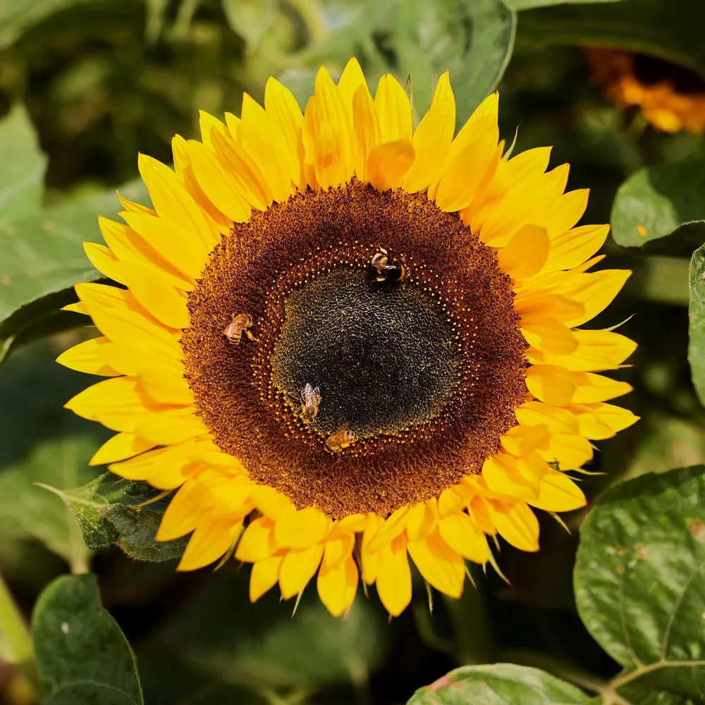 VEGSOW Sunflower Seeds - Taiyo Giant Heirloom Variety