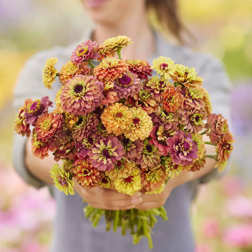 VEGSOW Queeny Lime Mix Zinnia Seeds - Heirloom Flower Seeds for Garden
