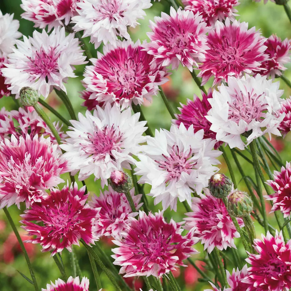 VEGSOW Cornflower / Bachelor Button Seeds - Classic Romantic Heirloom Variety