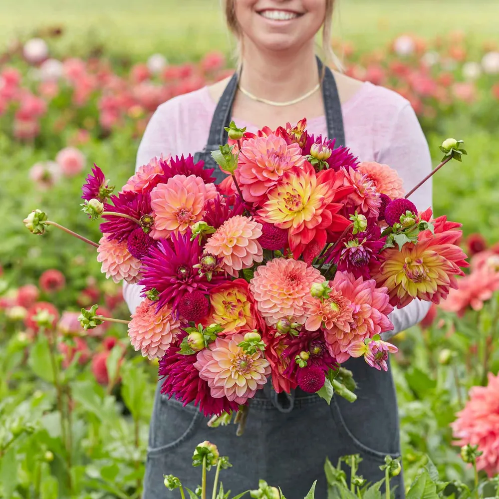 VEGSOW Dahlia Tubers - Juliette's Mix, Assorted Flowering Garden Bulbs