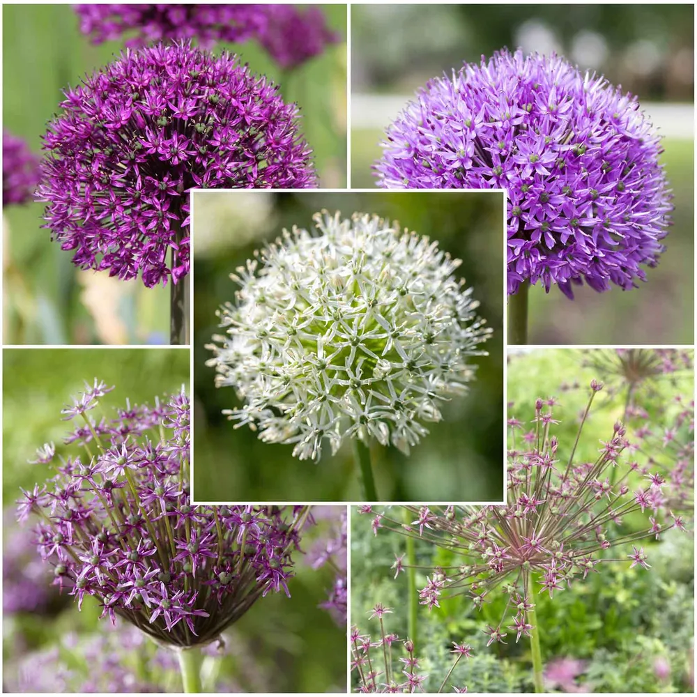 VEGSOW Allium Bulbs - Long Lasting Mix