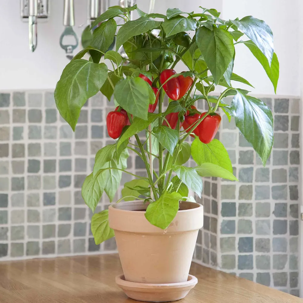 VEGSOW Kitchen Minis 'Fresh Bites Red' Sweet Pepper Seeds for Indoor Containers