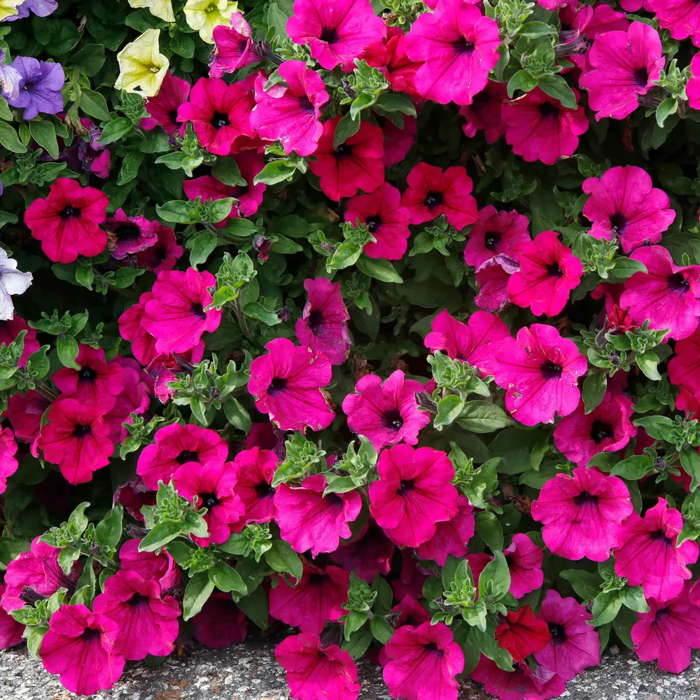 VEGSOW Rose of Heaven Petunia Seeds - Annual Flower Seeds for Home Gardening