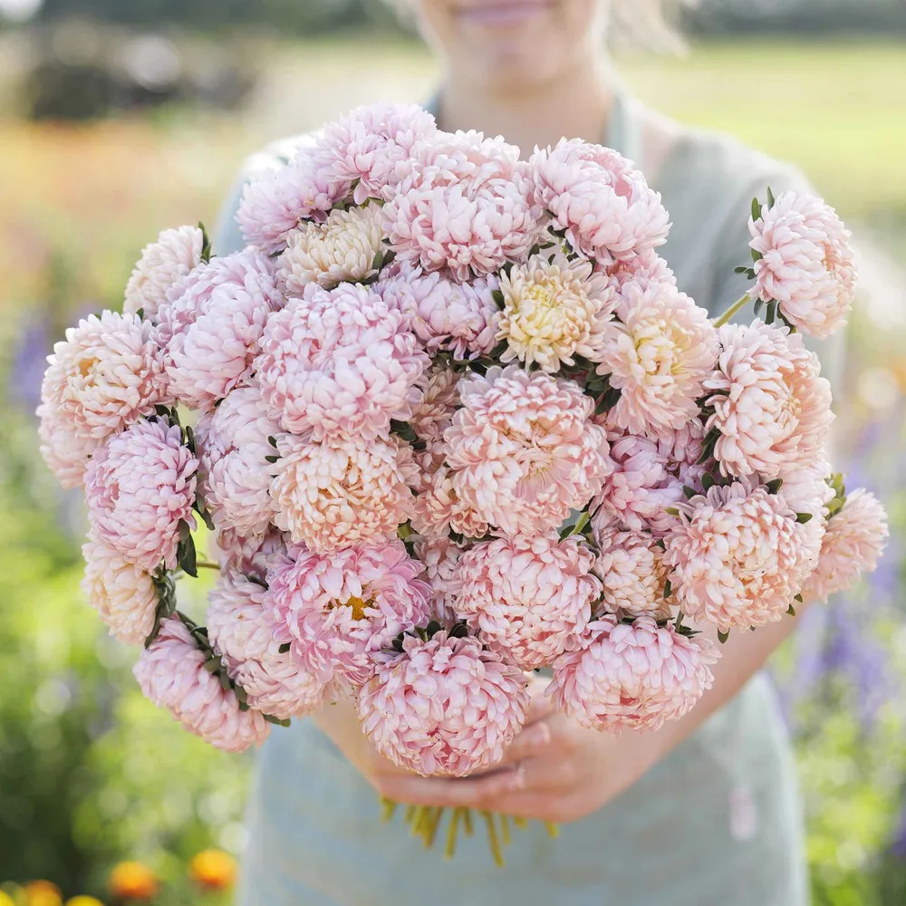 VEGSOW Peony Duchess Aster Seeds - Apricot