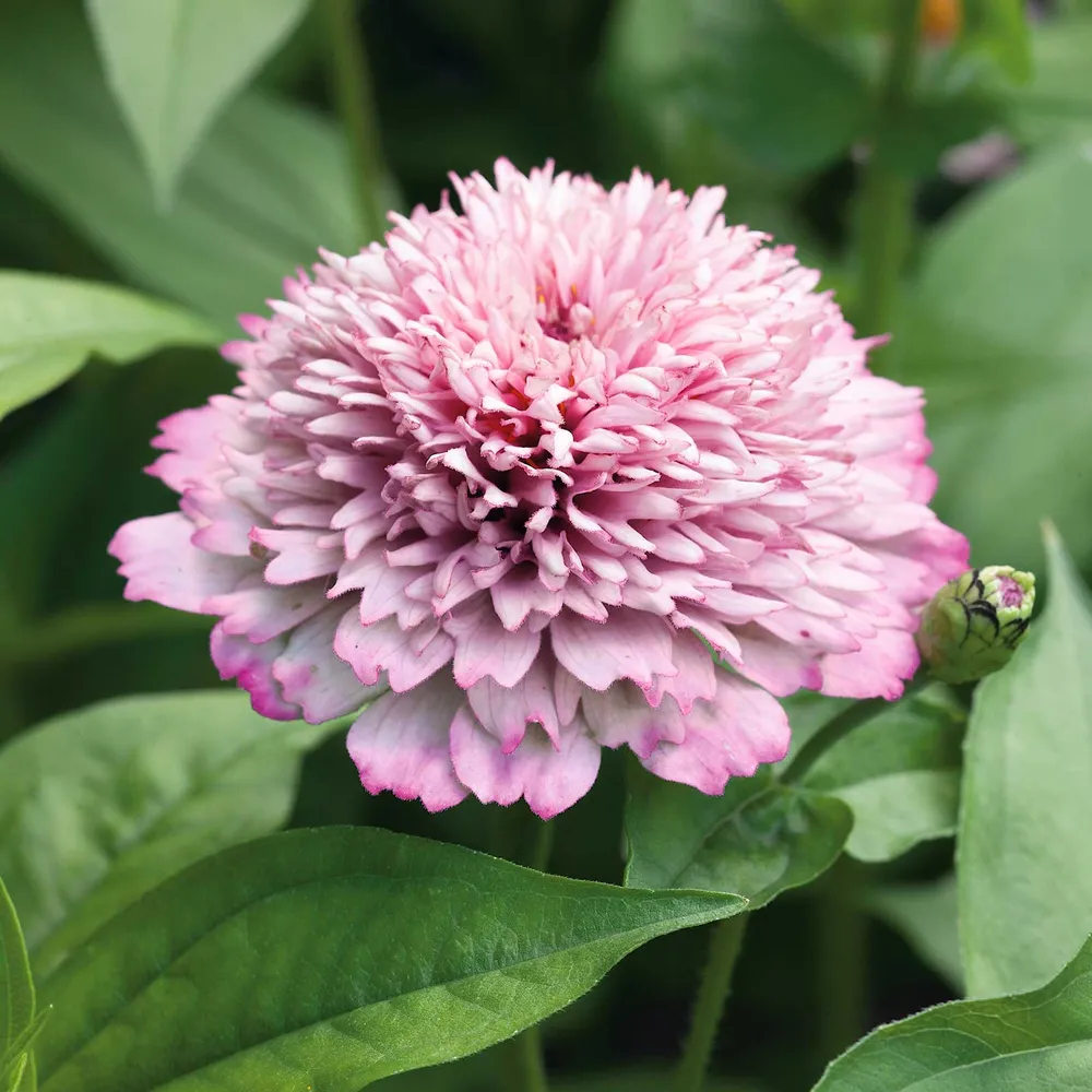 VEGSOW Zinderella Lilac Zinnia Seeds - Double-Petal Annual Flower Seeds