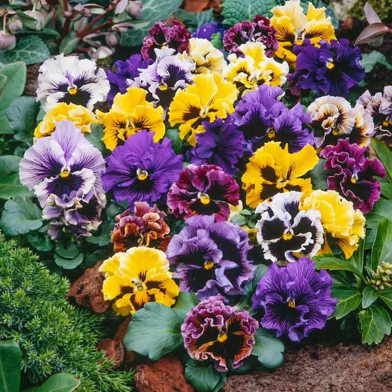VEGSOW Pansy Seeds - Frizzle Sizzle Mix - Ruffled Petal Varieties