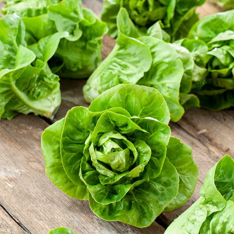 VEGSOW Organic Little Gem Lettuce Seeds - Heirloom Vegetable Gardening