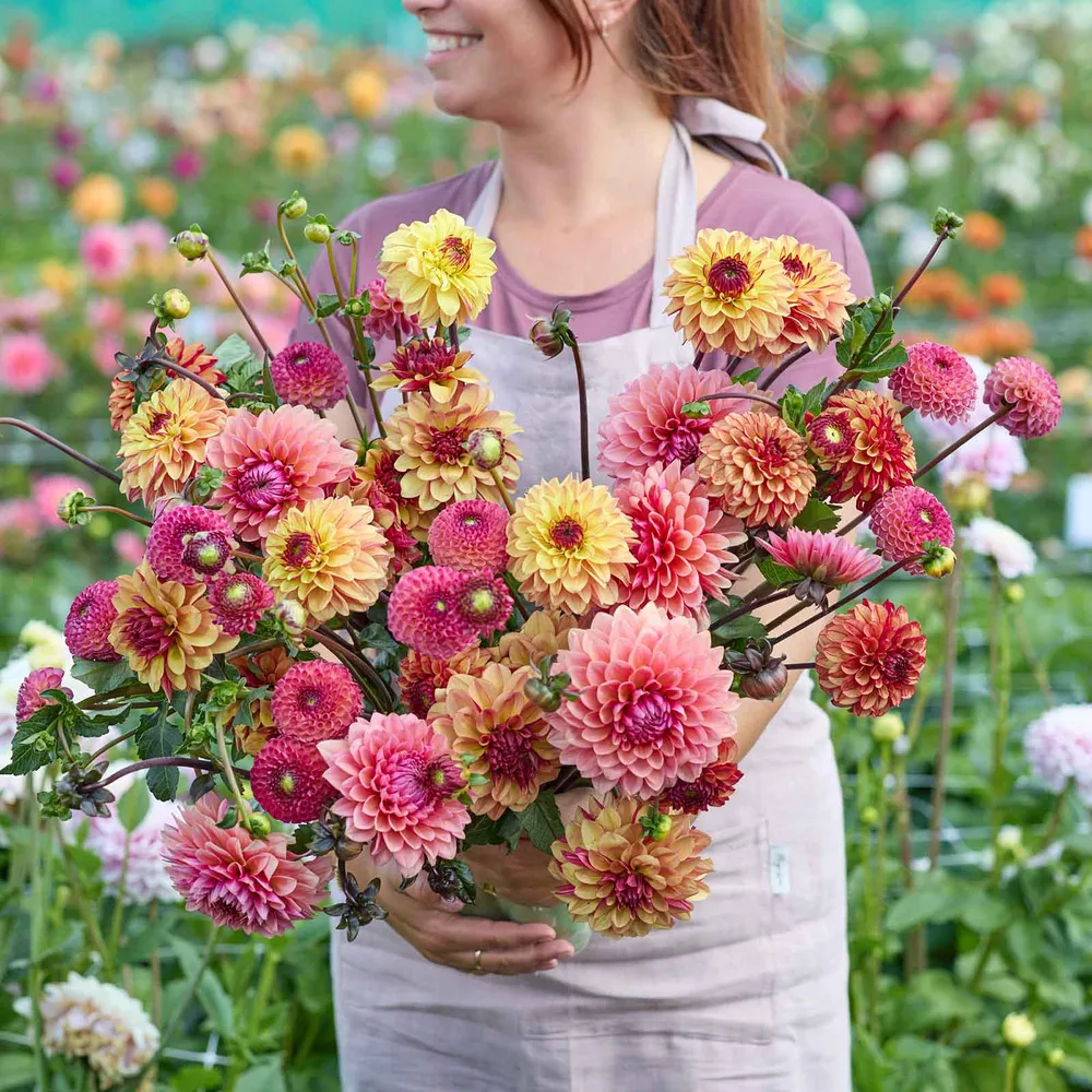 VEGSOW Dahlia Tubers - Earthy Shades Mix, Assorted Garden Flower Bulbs