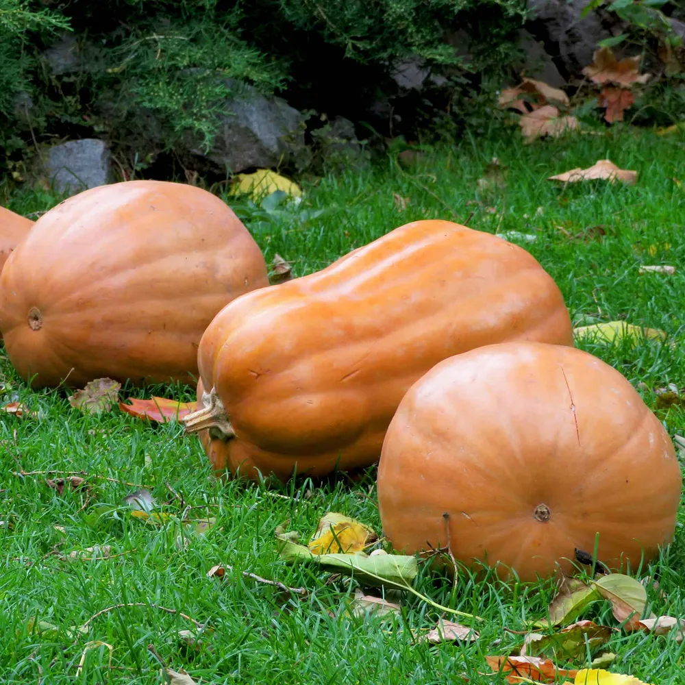 VEGSOW Kentucky Field Pumpkin Seeds - Heirloom Variety for Home Gardens