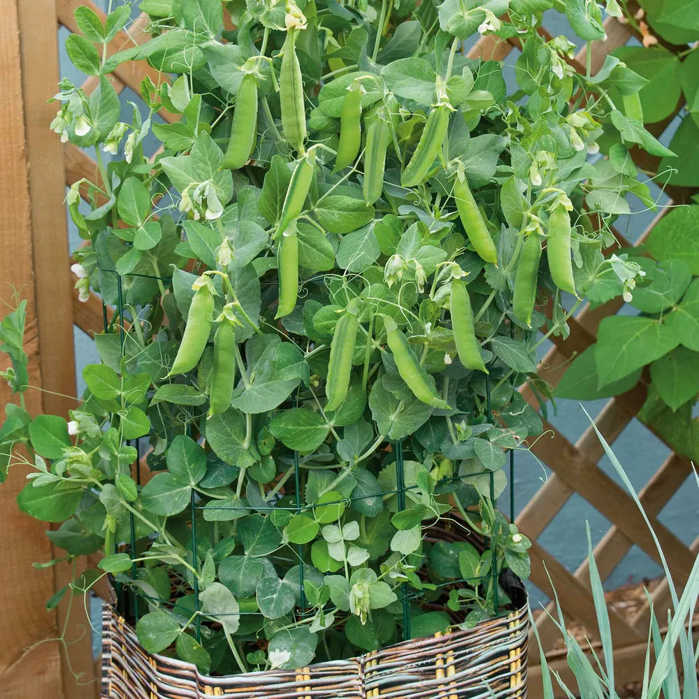 VEGSOW Organic Tom Thumb Pea Seeds - Heirloom Dwarf Variety