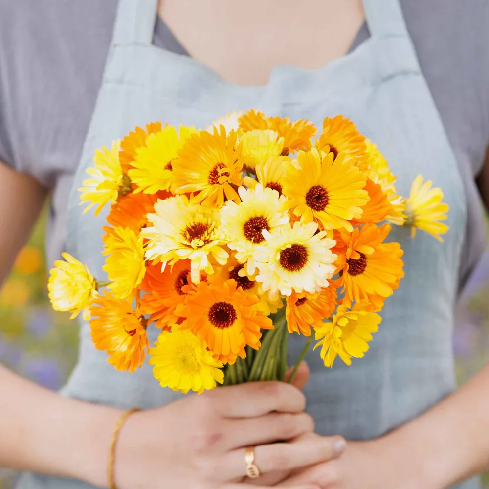 VEGSOW Calendula Seeds - Kablouna Mix Heirloom Flower Seeds