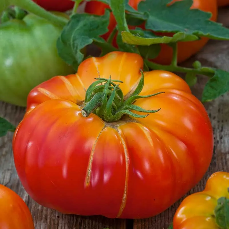 VEGSOW Organic Big Rainbow Tomato Seeds - Heirloom Variety