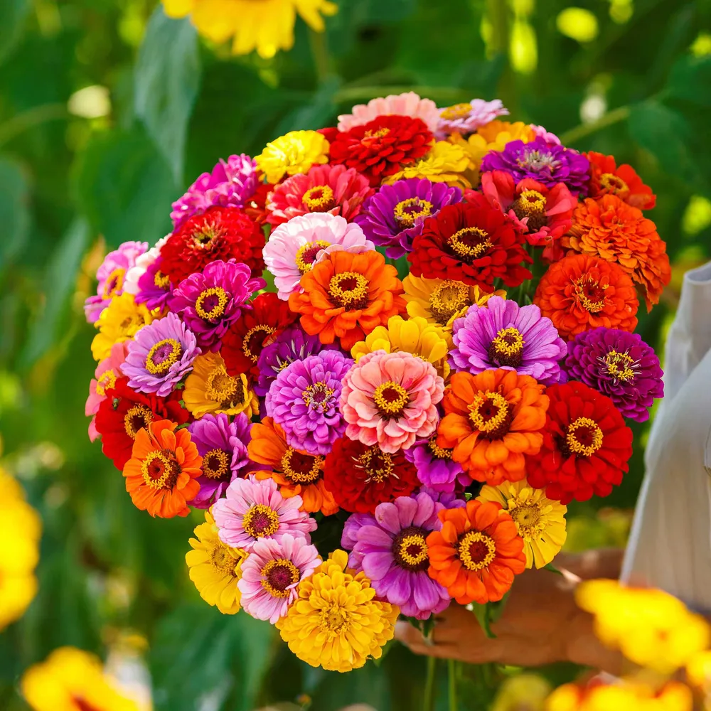 VEGSOW Zinnia Seeds - California Giants Mix