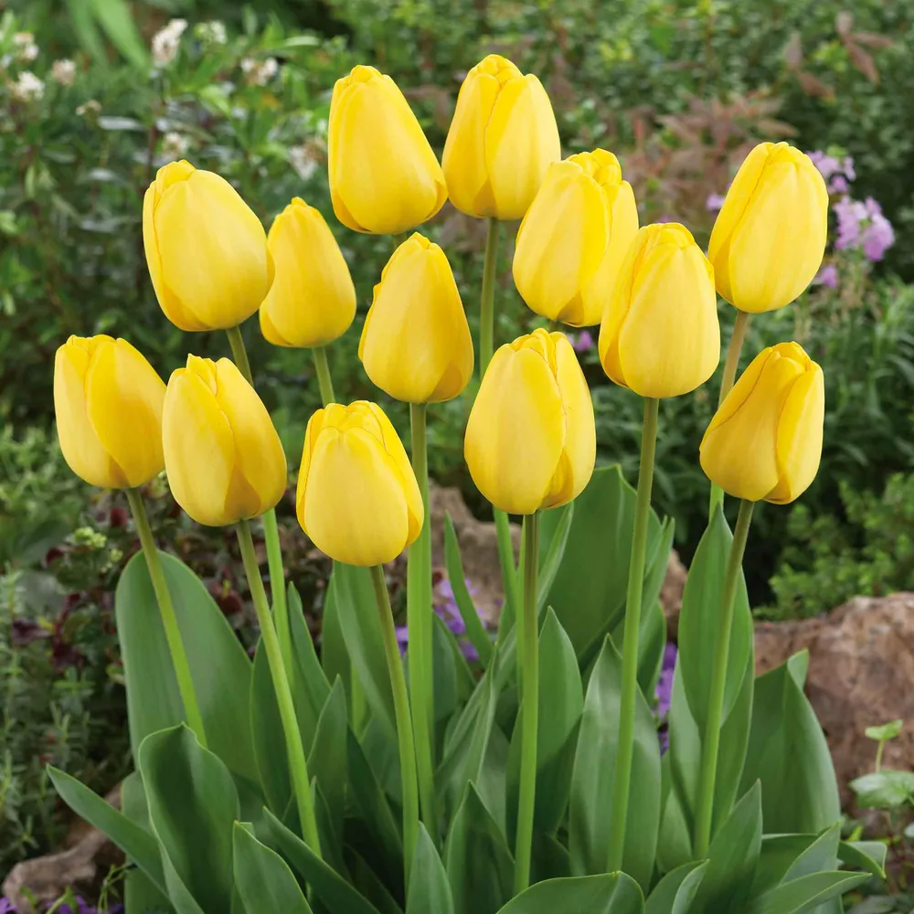 VEGSOW Golden Parade Tulip Bulbs - Vibrant Yellow Spring Flowering Bulbs