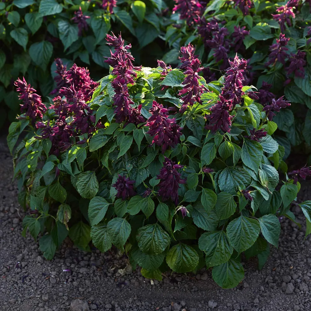 VEGSOW Estella Purple Sage Seeds - Heirloom Herb Planting Seeds