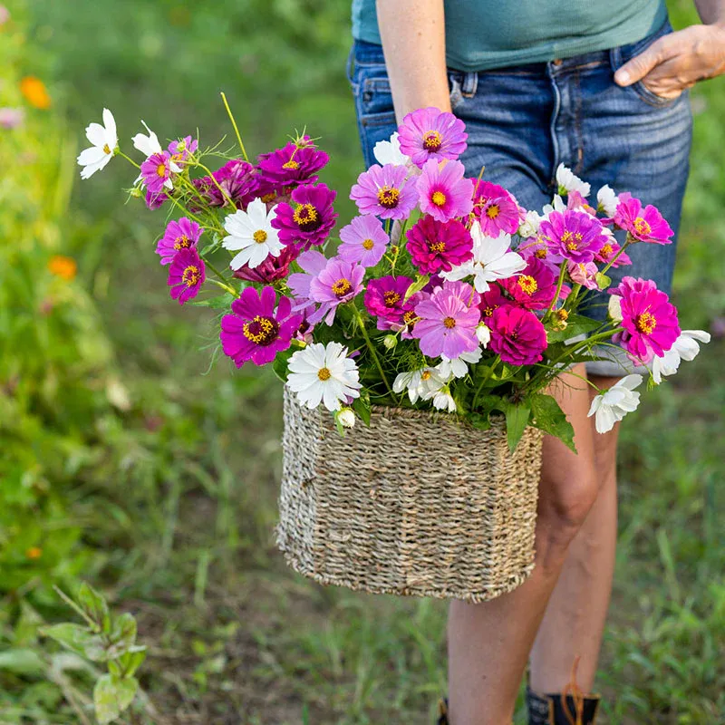 VEGSOW Purple Rain - Purple & White Flower Seed Mix