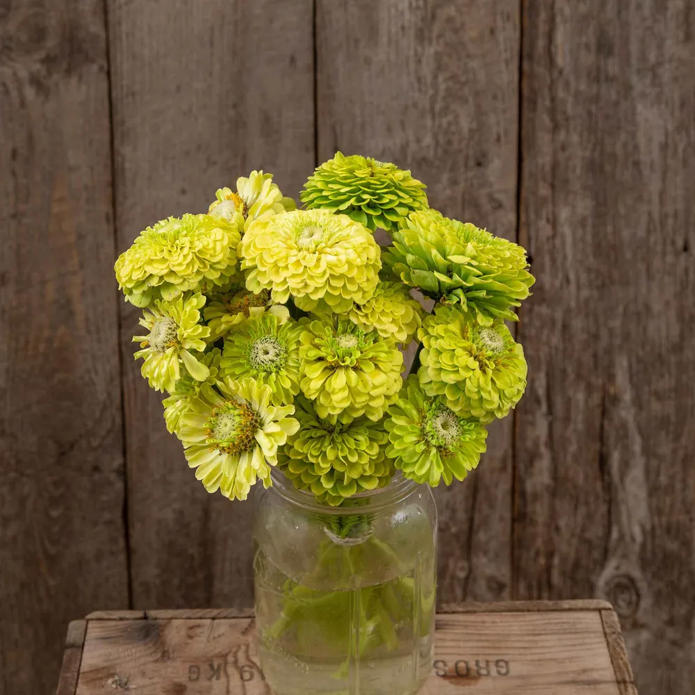 VEGSOW Queeny Lime Zinnia Seeds (Organic)