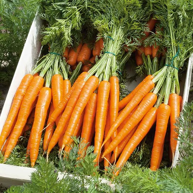 VEGSOW Tendersweet Carrot Seeds - Heirloom Vegetable Seeds for Home Gardening