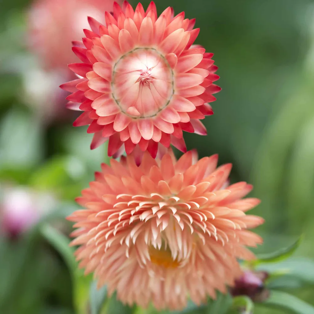 VEGSOW Strawflower Seeds - King Size Salmon